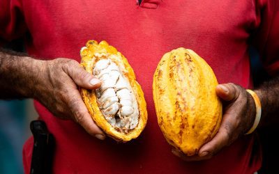 La filiera del cacao